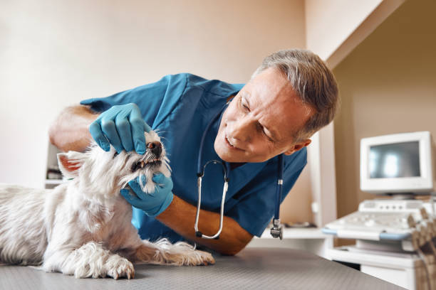 Best Emergency Dental Care for Abscessed Tooth in Loyalhanna, PA